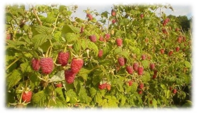 Найбільша в Україні плантація органічної малини знаходиться на Полтавщині —  SuperAgronom.com